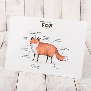 Anatomy Of A Fox A4 Signed Print