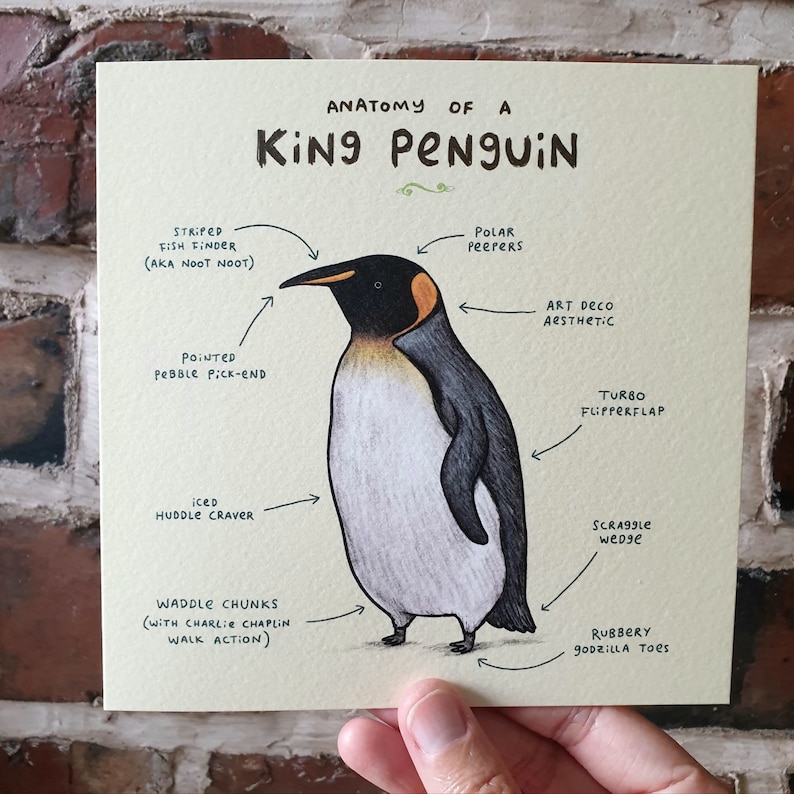 Anatomy of a penguin card scientific anatomical animal etsy