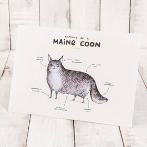 Anatomie d'un maine coon A4 signée
