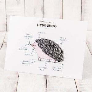 Anatomy Of A Hedgehog A4 Signed Print Hedgehogs Tenrecs Cute Funny Anatomical Animal Illustration UK Worldwide Postage Sophie Corrigan image 1