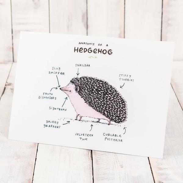 Anatomy Of A Hedgehog A4 Signed Print - Hedgehogs Tenrecs - Cute Funny Anatomical Animal Illustration - UK Worldwide Postage Sophie Corrigan