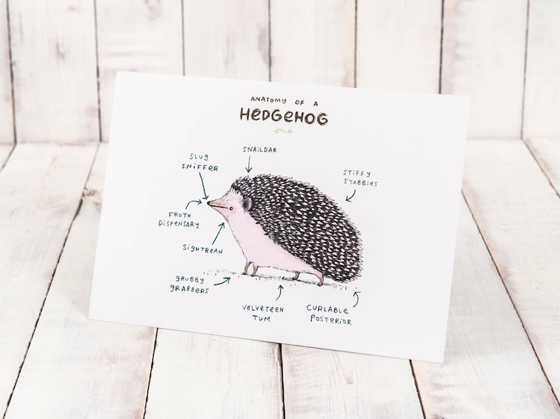 Anatomy Of A Hedgehog A4 Signed Print Hedgehogs Tenrecs Cute Funny Anatomical Animal Illustration UK Worldwide Postage Sophie Corrigan image 1