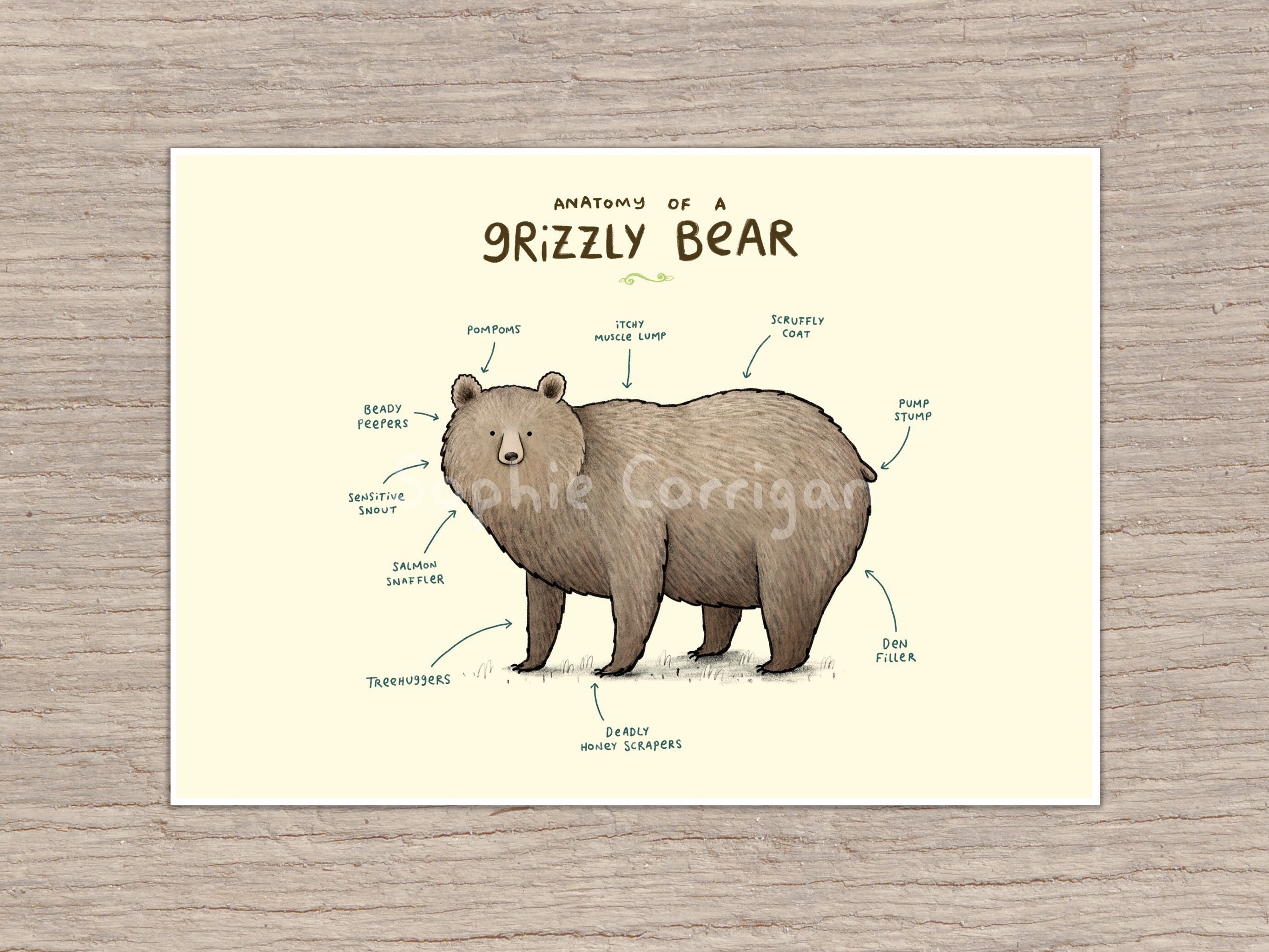 Anatomy of a Bear Signed Art Brown Bear - Etsy