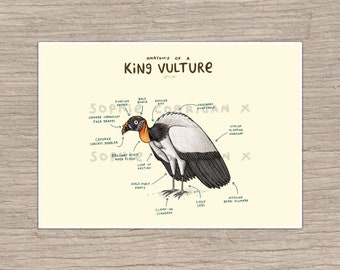 c ornithology art bird print original vintage lithograph bird of prey print King Vulture 1934 VULTURE PRINT