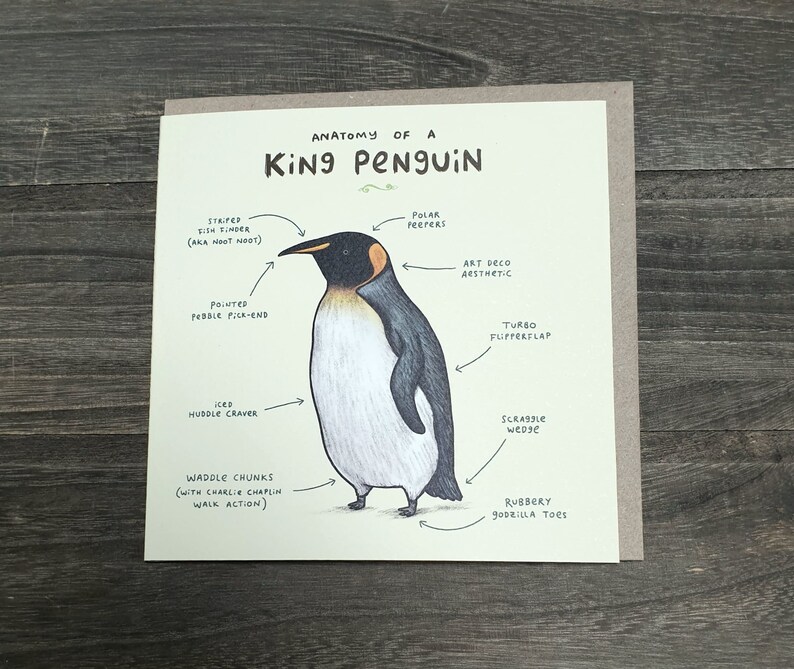 Anatomy of a penguin card scientific anatomical animal etsy