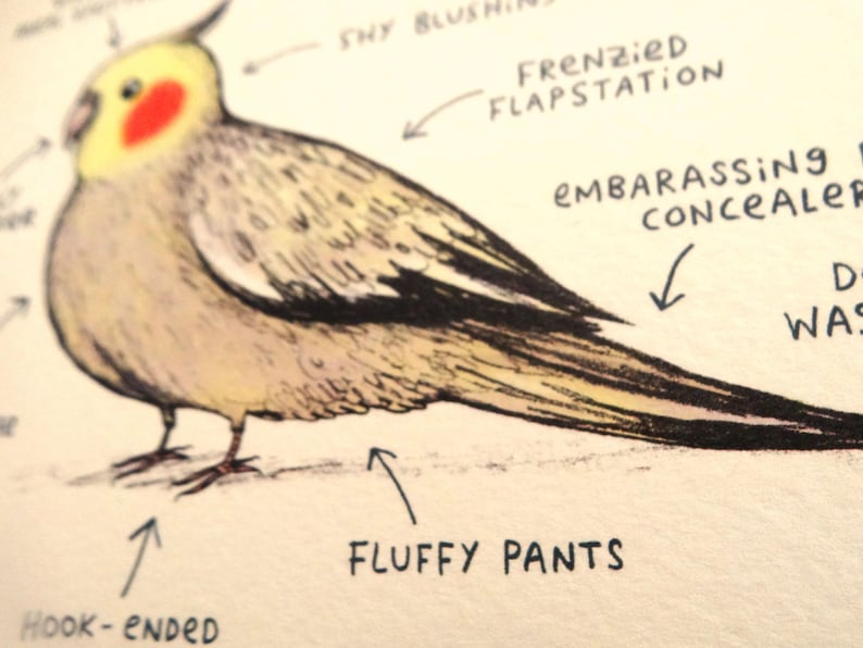 Cockatiel Body Language Chart