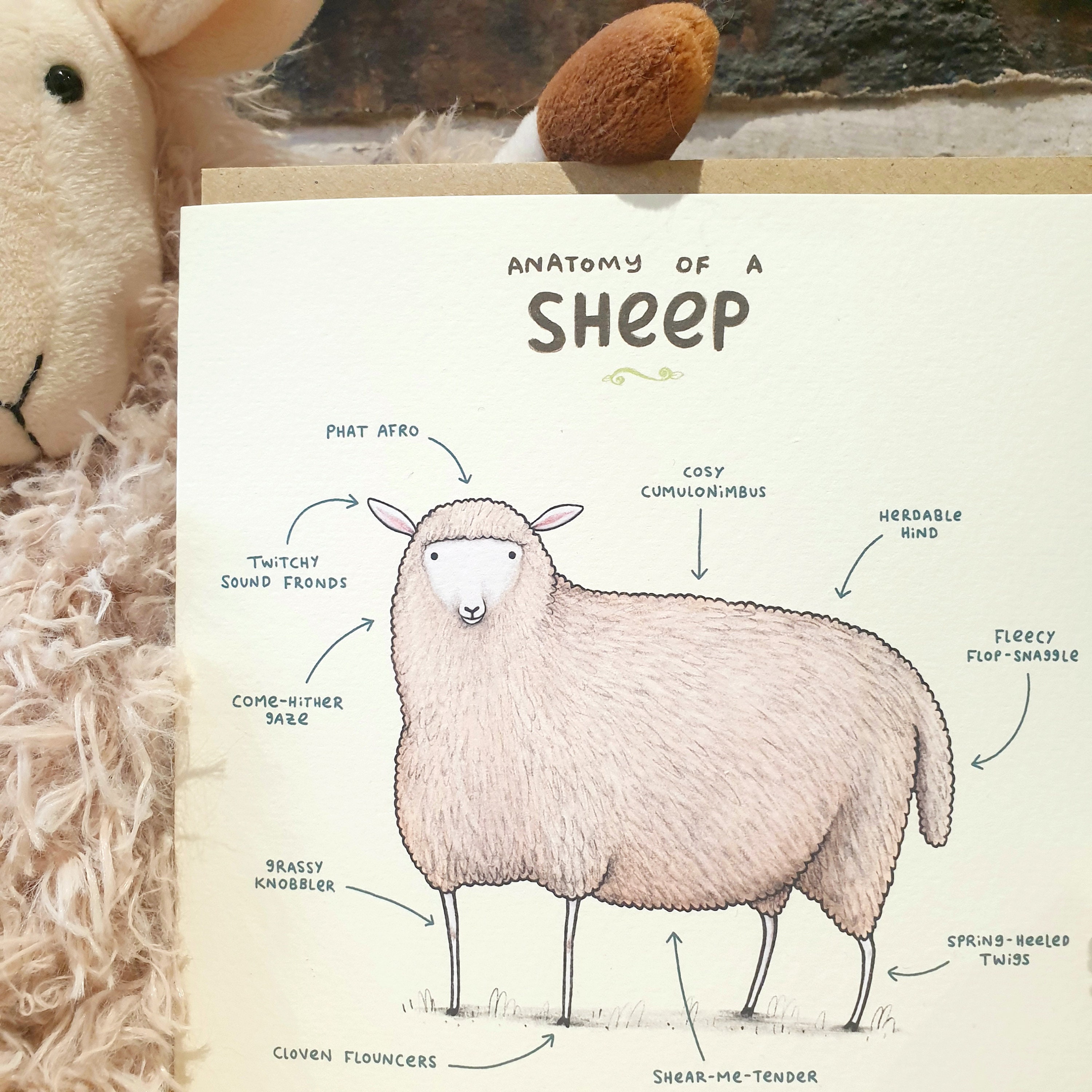 Anatomy of a Sheep Card - Etsy