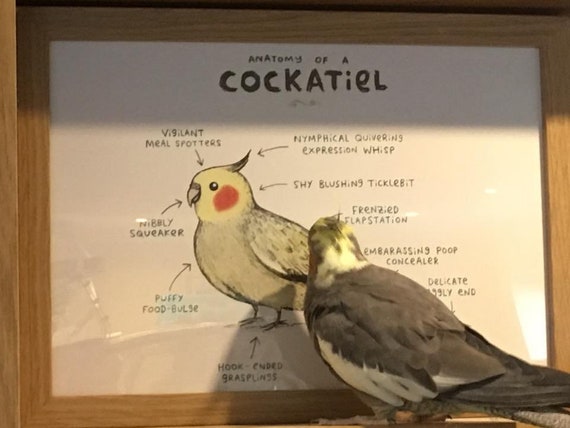 オカメインコの解剖学 A4 サイン入りプリント - Etsy 日本