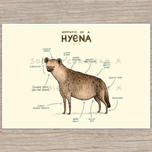 Anatomie einer Hyäne signierter Kunstdruck