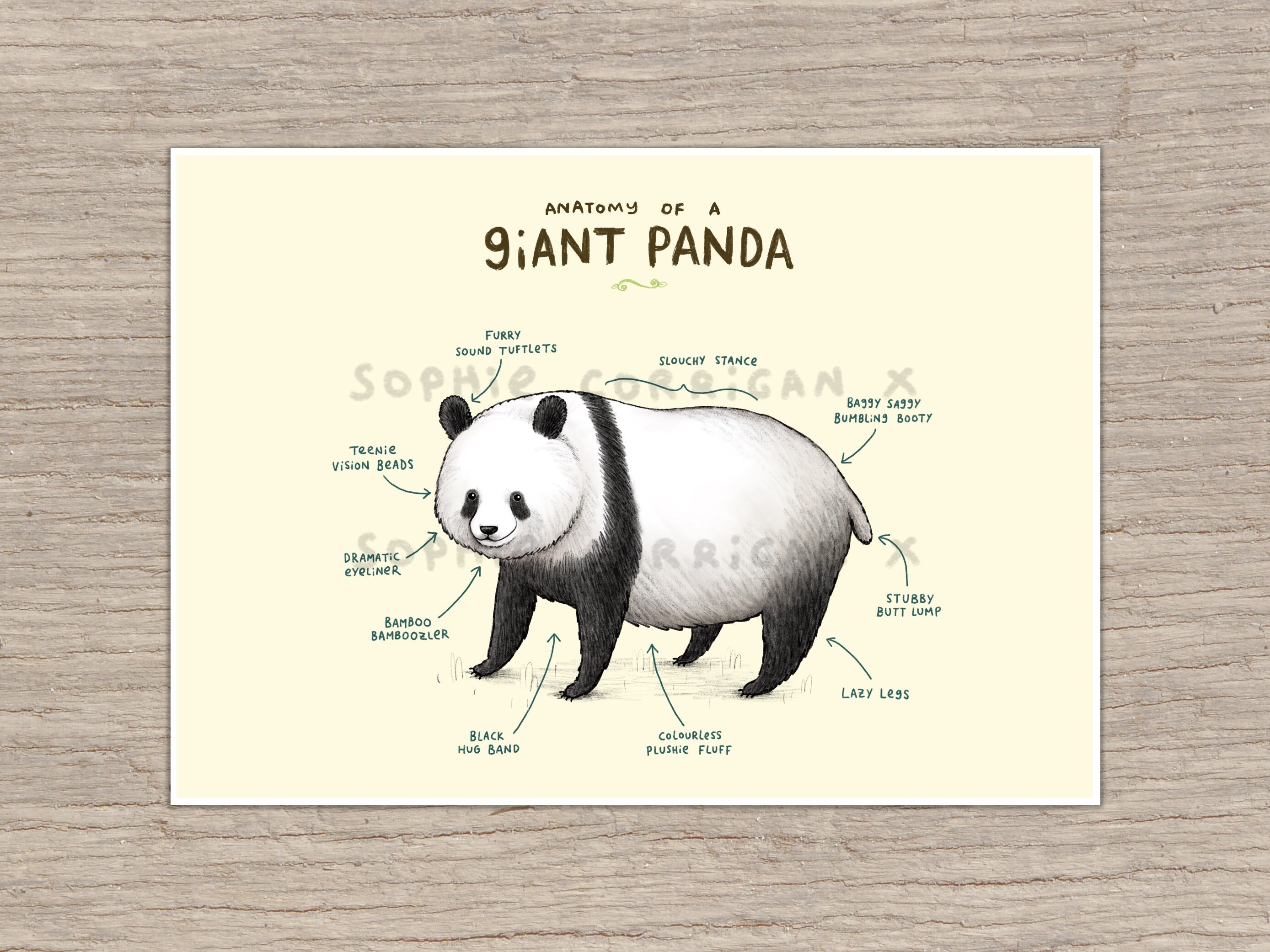 Anatomy of a Giant Panda Bear Signed Fine Art Print - Etsy Hong Kong Anatomy of a Giant Panda Bear Signed Fine Art Print - Etsy Hong Kong