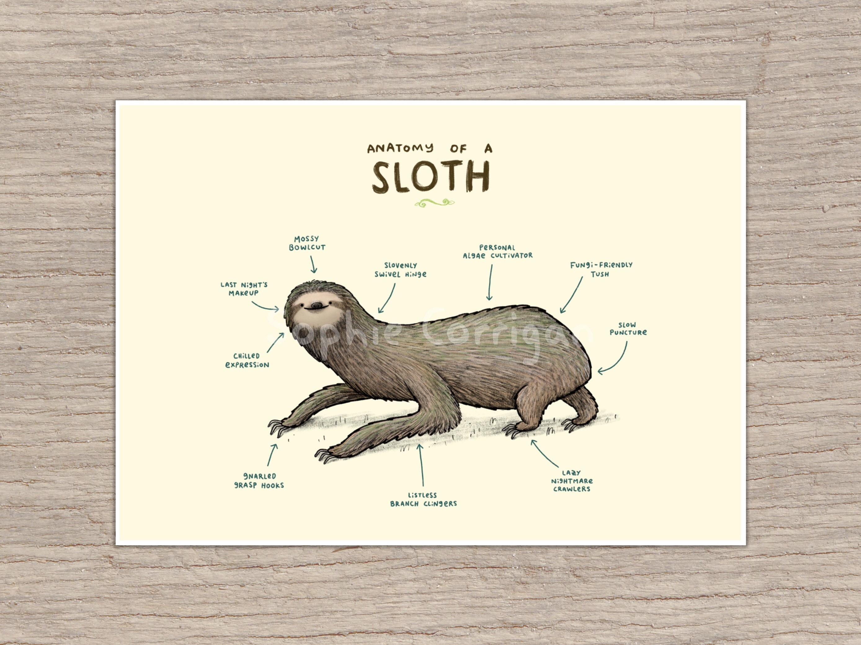 Anatomy of a Sloth Signed Art Print | Etsy