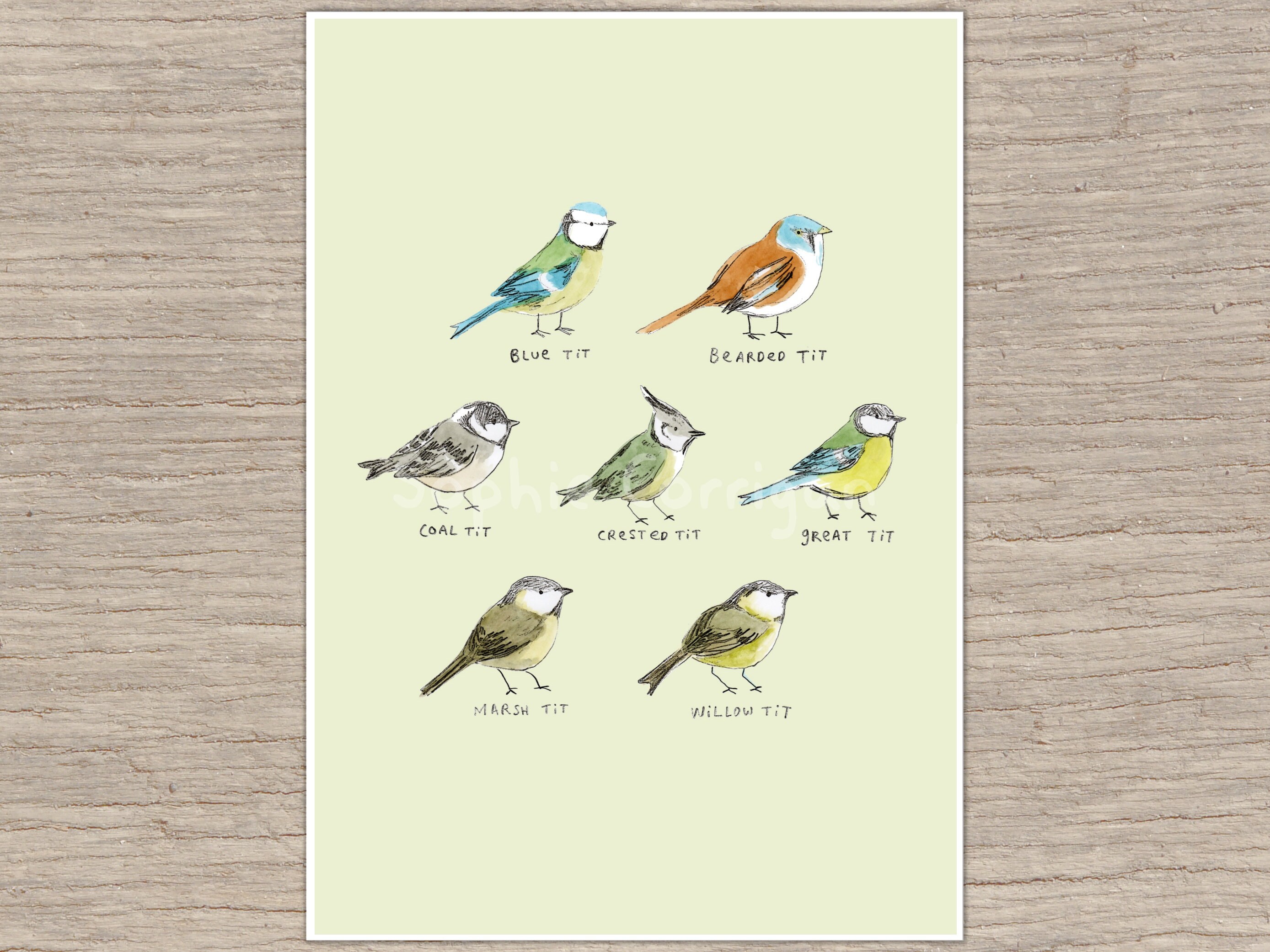 The Tit Family Birds Signed Fine Art Print - Etsy