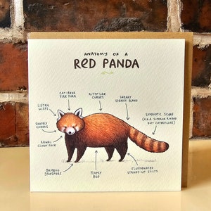 Carte : Anatomie d'un panda roux