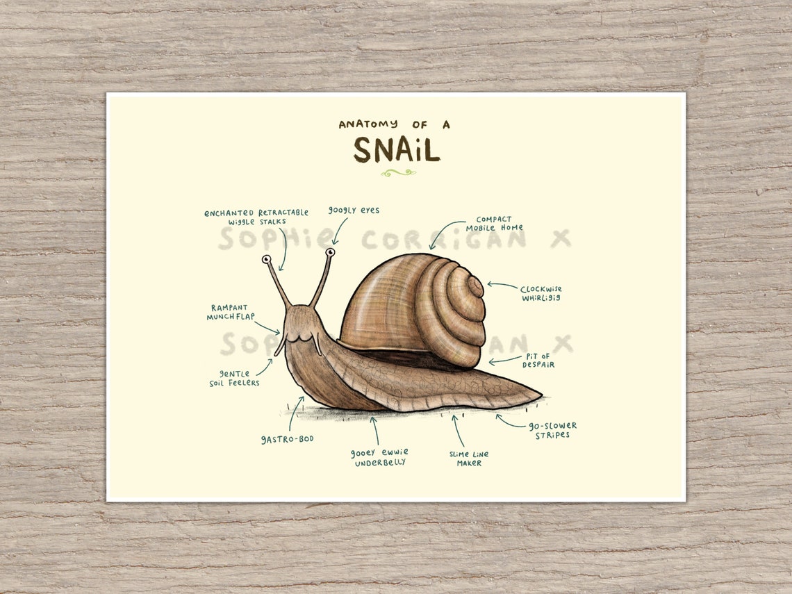 Anatomy of A Snail Signed Art Print | Etsy Hong Kong