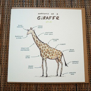 Carte Anatomie d’une girafe image 5