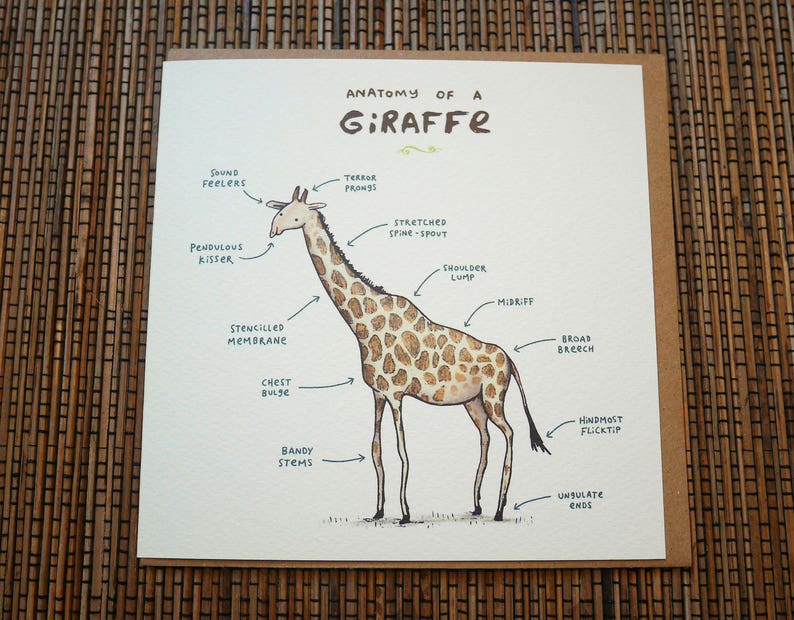 Carte Anatomie d’une girafe image 5
