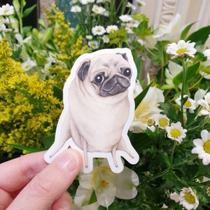 Sweet Fawn Pug Portrait Sticker