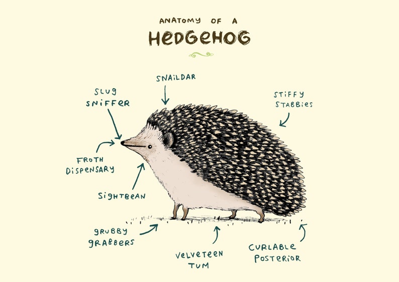 Anatomy Of A Hedgehog A4 Signed Print Hedgehogs Tenrecs Cute Funny Anatomical Animal Illustration UK Worldwide Postage Sophie Corrigan image 3