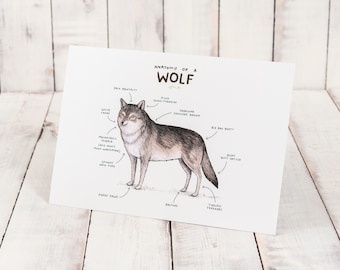 Anatomy Of A Wolf A4 Signed Print