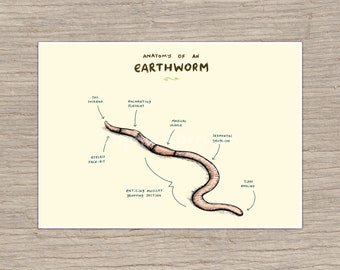 Anatomy of an Earthworm Signed Fine Art Print