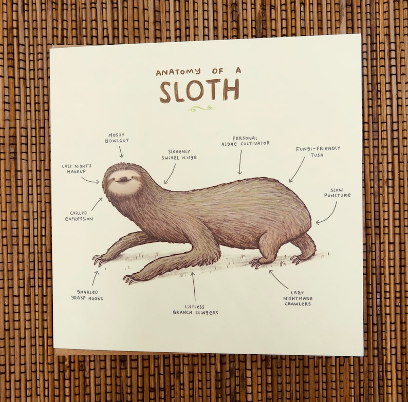 Anatomy Of A Sloth Card | Etsy