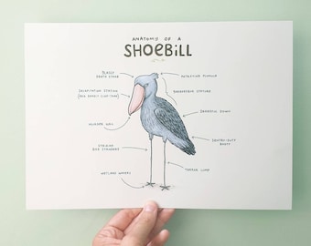 Anatomy Of A Shoebill A4 Signed Print