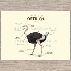 Anatomie van een struisvogel gesigneerde kunstafdruk