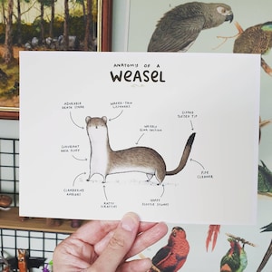Anatomy of a Weasel Signed Art Print