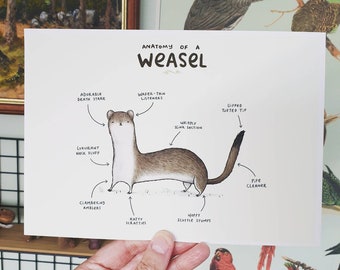 Anatomy of a Weasel Signed Art Print