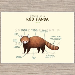 Anatomy of a Red Panda Signed Art Print