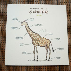 Carte Anatomie d’une girafe image 3