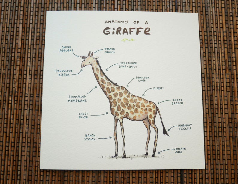 Carte Anatomie d’une girafe image 3