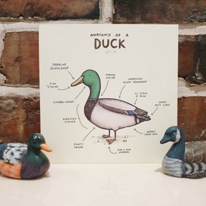 Anatomy Of A Duck Card