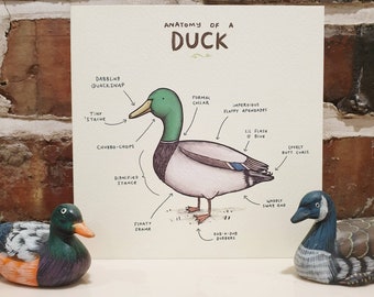 Anatomy Of A Duck Card