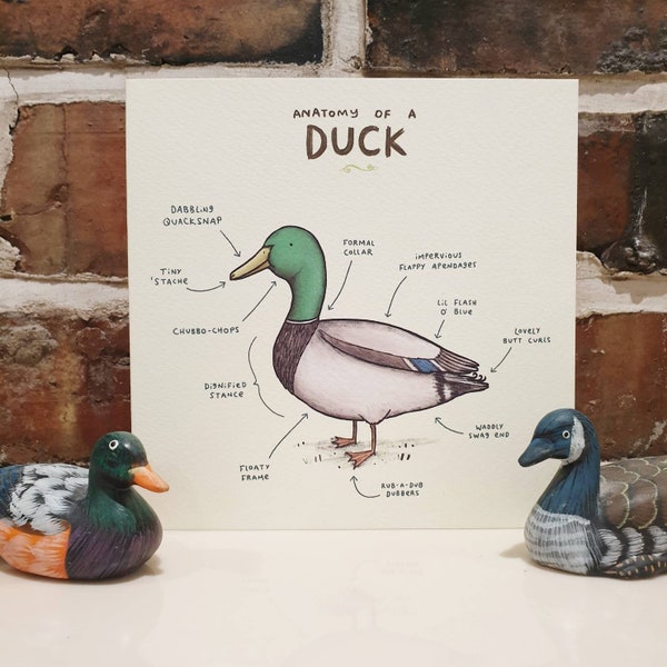 Anatomy Of A Duck Card