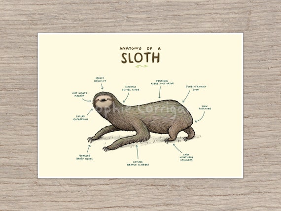 Anatomy of a Sloth Signed Fine Art Print - Etsy Canada