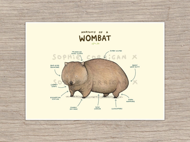Anatomy of a Wombat Signed Art Print Cute Wombat Art Funny Anatomical Illustration UK Worldwide Postage Sophie Corrigan image 1