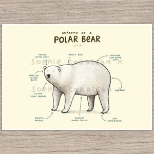 Anatomy of A Polar Bear Signed Art Print
