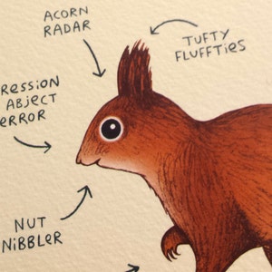 Anatomy Of A Squirrel Card image 3
