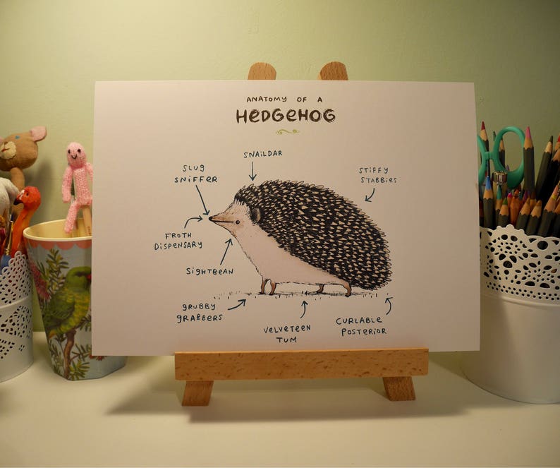 Anatomy Of A Hedgehog A4 Signed Print Hedgehogs Tenrecs Cute Funny Anatomical Animal Illustration UK Worldwide Postage Sophie Corrigan image 2