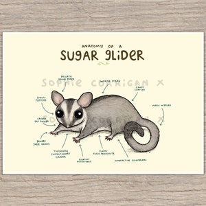 Anatomy of a Sugar Glider Signed Art Print