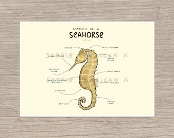 Anatomy of A Seahorse Signed Art Print