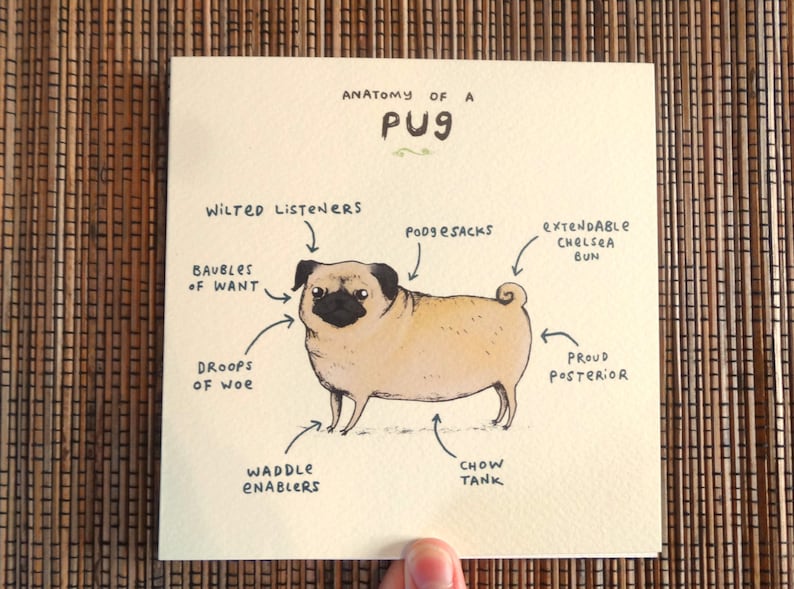 Anatomy Of A Pug Greeting Card Funny Cute Pugs Dog Scientific Anatomical Animal Illustration UK Worldwide Postage Sophie Corrigan image 2