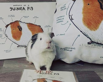 Anatomie eines Meerschweinchens Kunstdruck