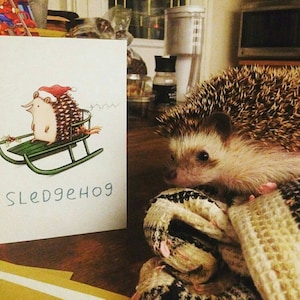 Cartão De Natal Sledgehog Cute Sledging Hedgehog