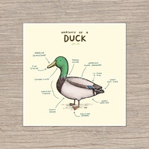 Anatomy of a Duck Signed Art Print - Etsy