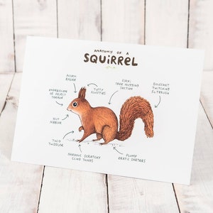 Anatomy Of A Squirrel A4 Signed Print