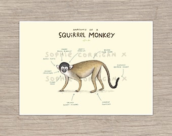 Anatomy of a Squirrel Monkey Signed Fine Art Print