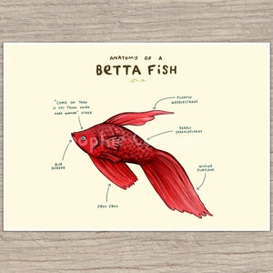Anatomy of a Betta Fish Signed Art Print