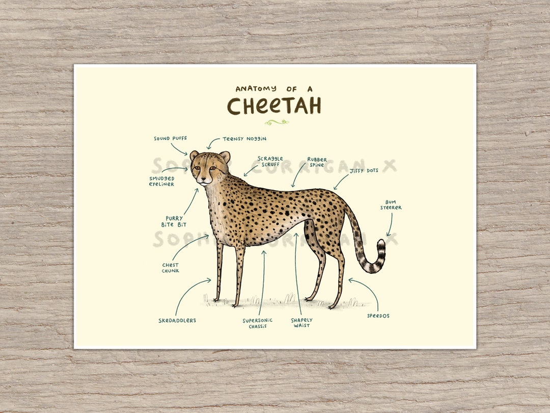 Anatomy of A Cheetah Signed Art Print Etsy